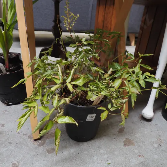 potted lovage