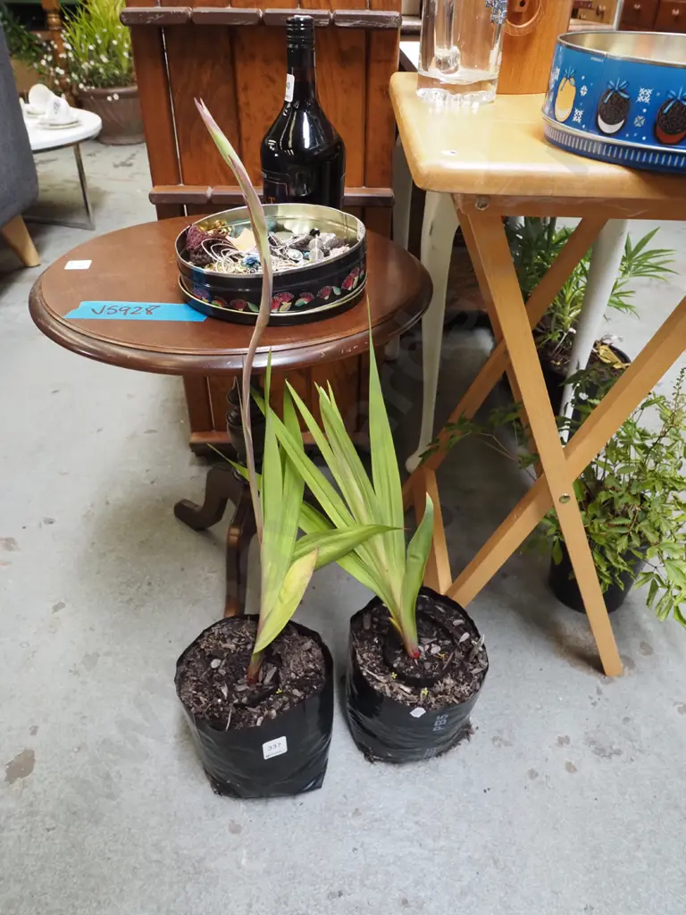 2x bagged gladioli Image 1++