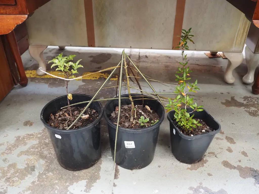 3x potted plants Image 1++