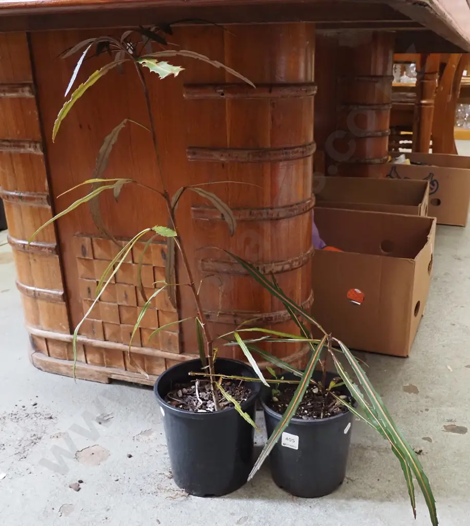 2x potted lancewoods Image 1++