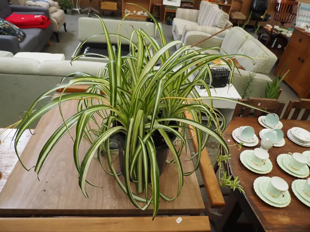 potted spider plant Image 1++