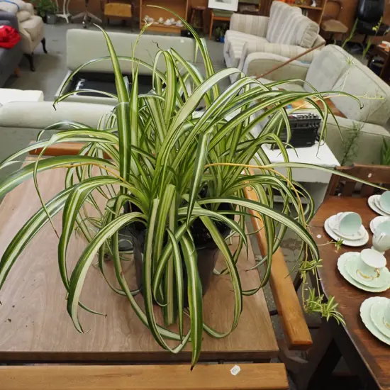 potted spider plant