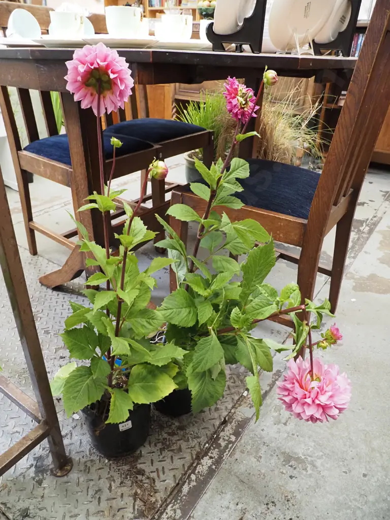 2x potted pink dahlias Image 1++