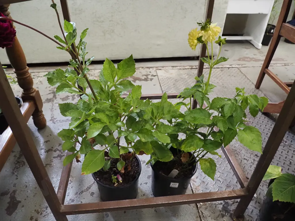 potted crimson and yellow dahlias Image 1++