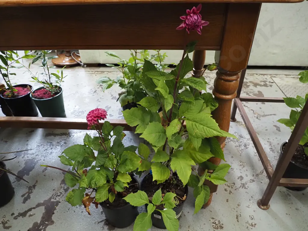 2x potted crimson pom pom dahlias Image 1++
