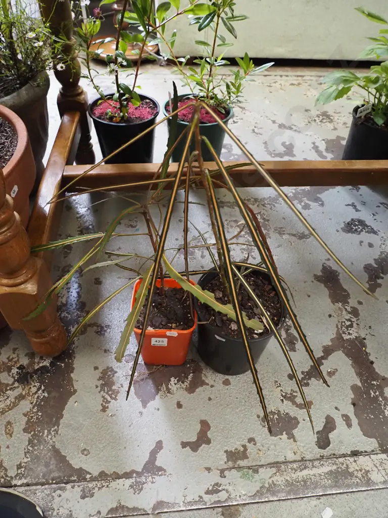 2x potted lancewoods Image 1++