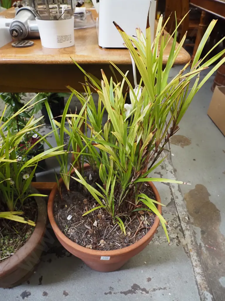 unknown plant in terracotta planter Image 1++