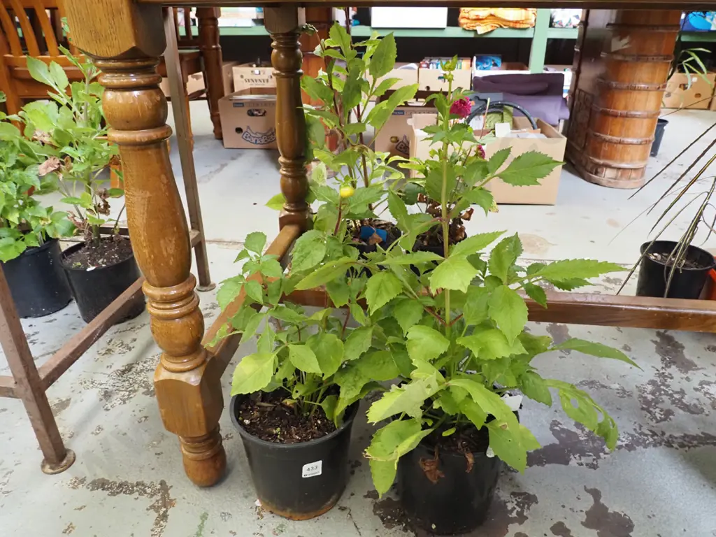 2x potted dahlias Image 1++