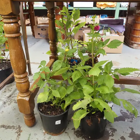 2x potted dahlias
