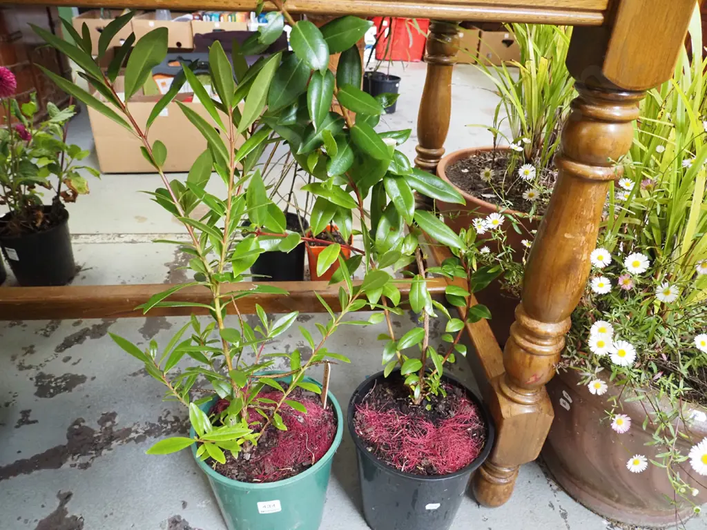 2x potted pohutukawa Image 1++