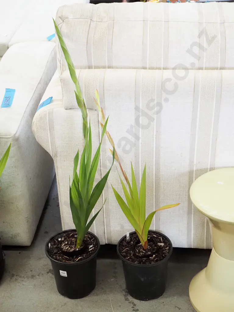 2x potted gladioli Image 1++