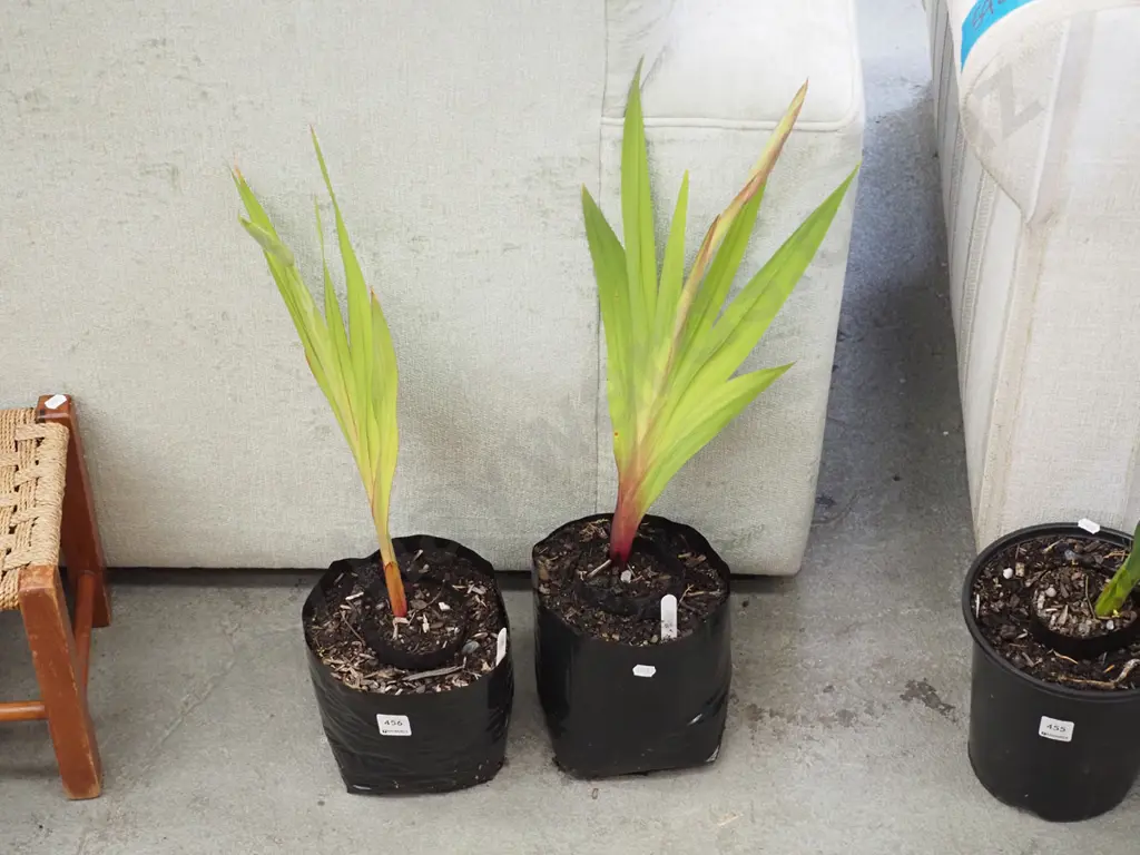 2x  gladioli in bags Image 1++