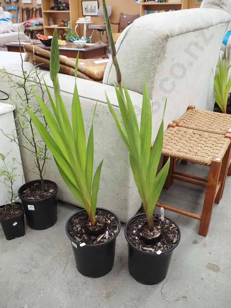 2x potted gladioli Image 1++