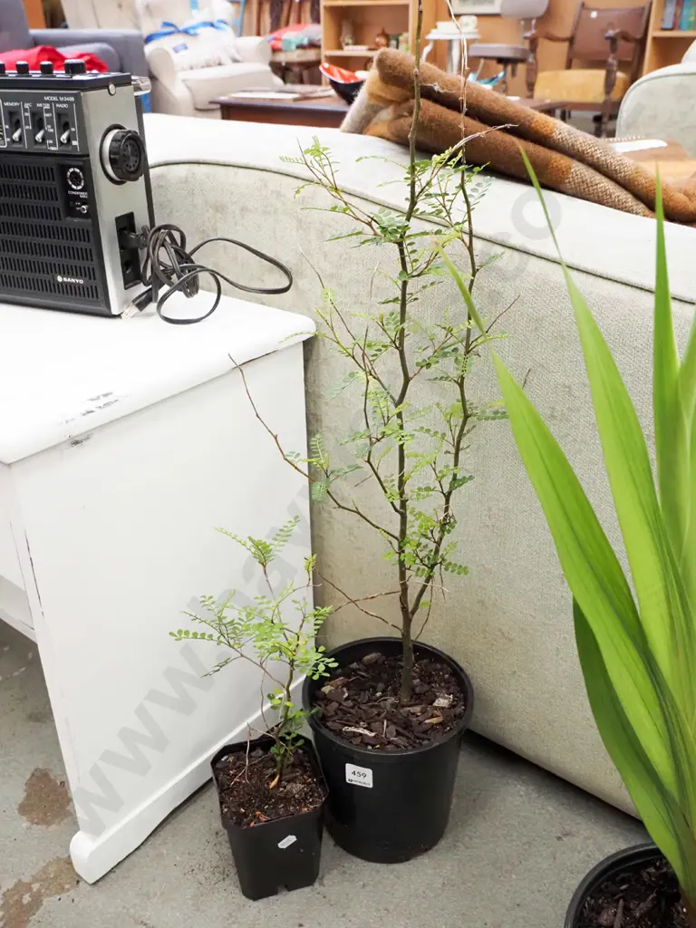 2x potted kowhai Image 1++