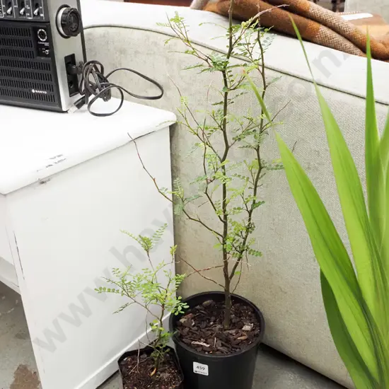 2x potted kowhai