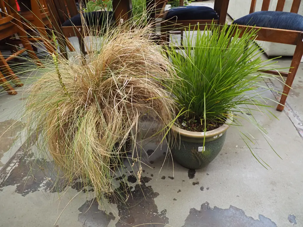2x glazed planters with grasses Image 1++