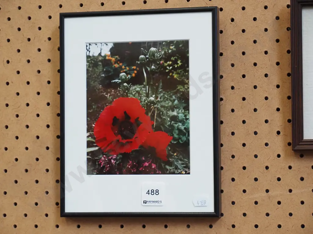 framed photograph - poppies Image 1++