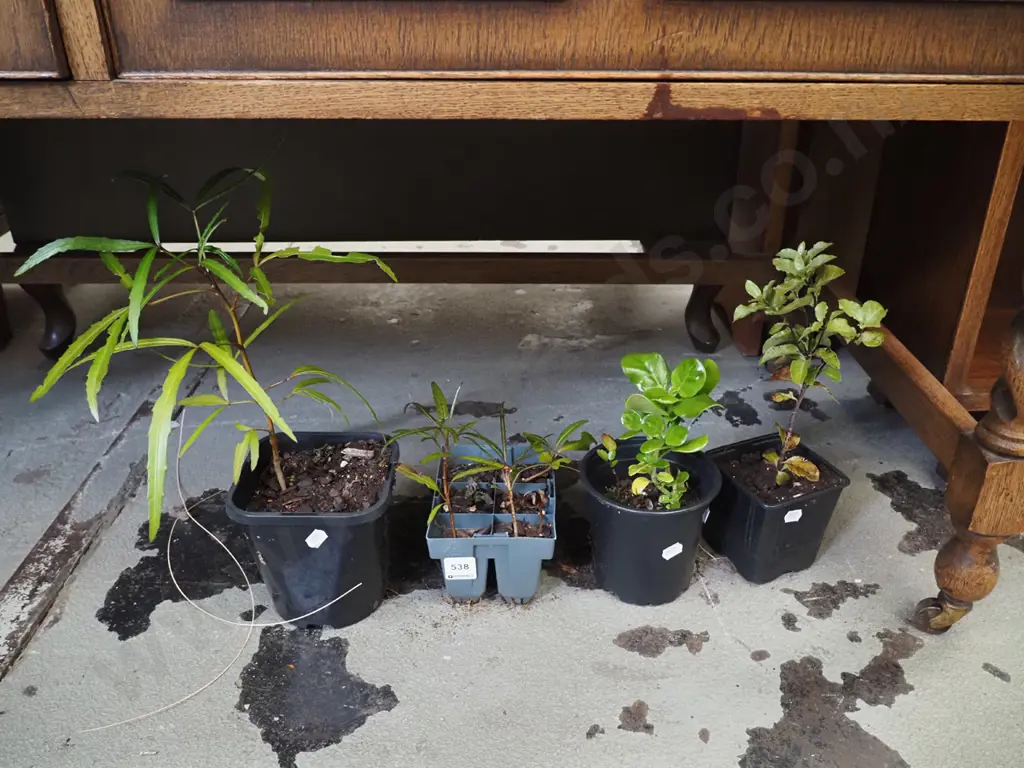 assorted native seedlings Image 1++
