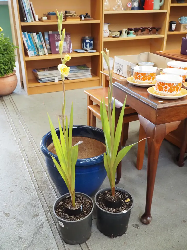 2x potted gladioli Image 1++
