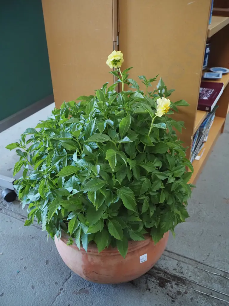 terracotta planter with yellow flowering plant Image 1++