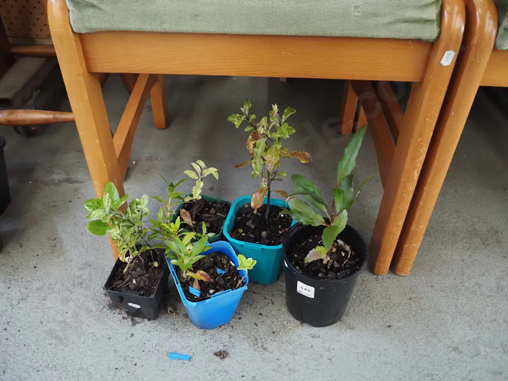 5x assorted native seedlings Image 1++