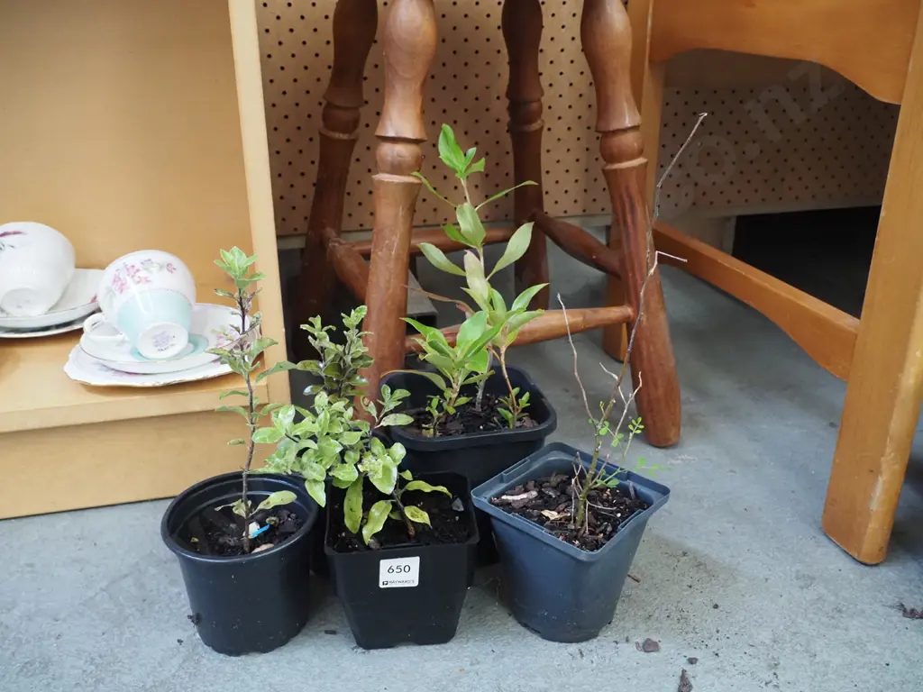 5x assorted native seedlings Image 1++