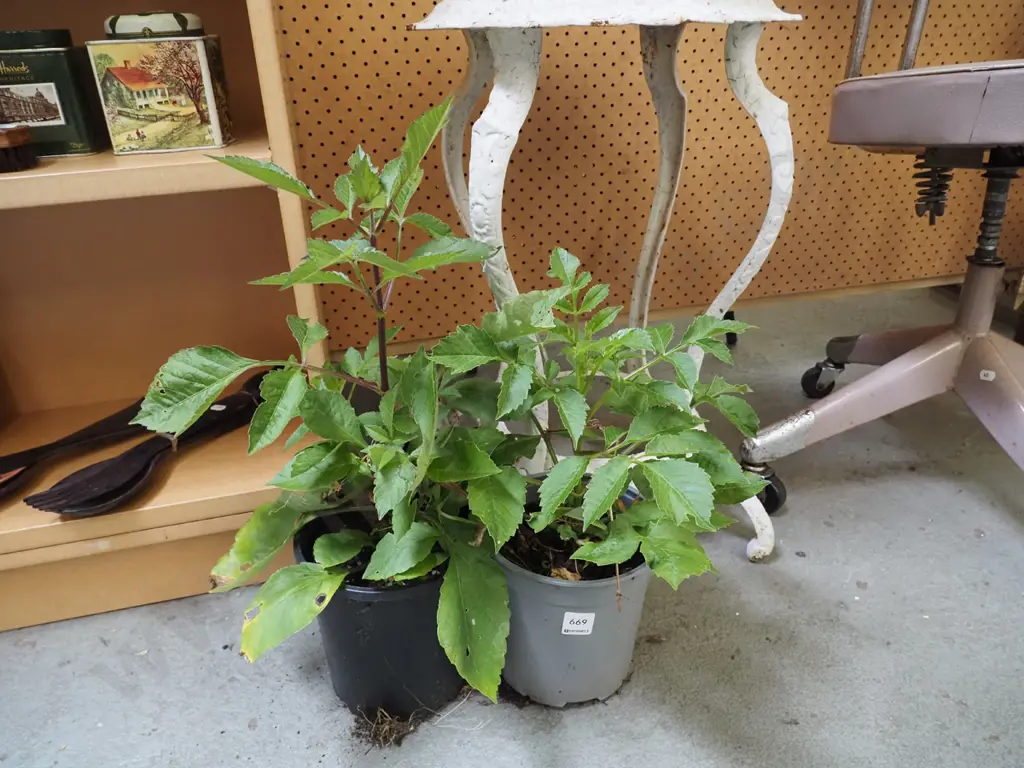 2x potted dahlias Image 1++