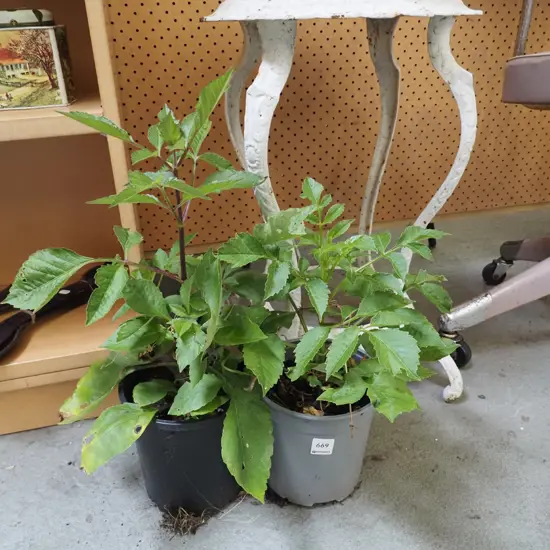2x potted dahlias
