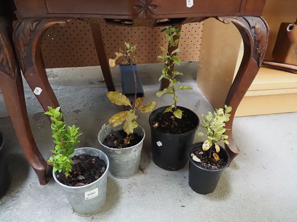4x native seedlings Image 1++