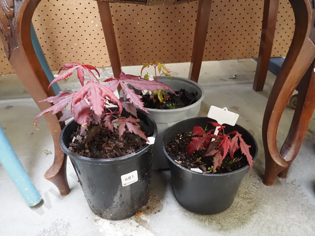 3x potted maples Image 1++