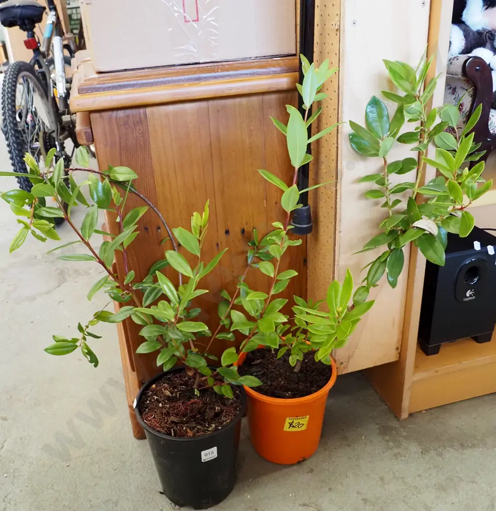 2x potted pohutukawa Image 1++