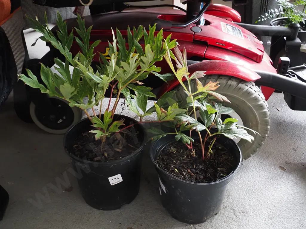 2x potted red tree peonies Image 1++