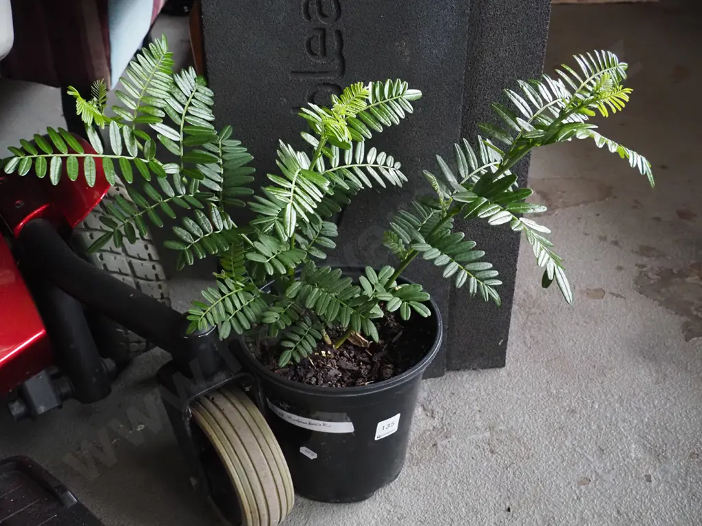 2x potted kaka beaks Image 1++