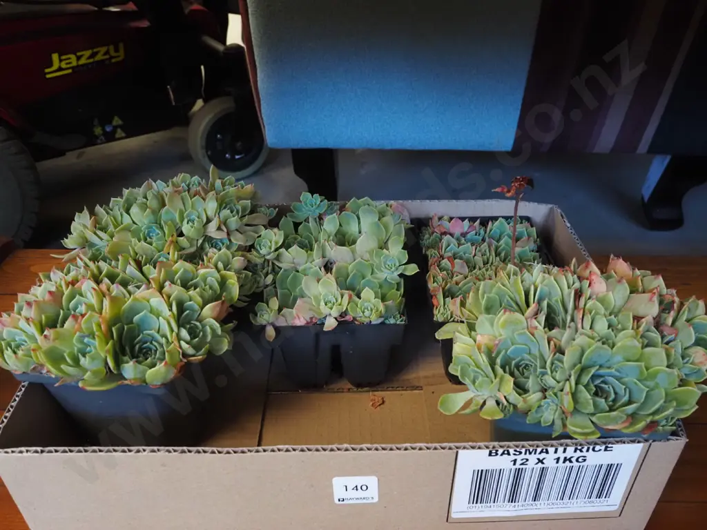 potted succulents Image 1++