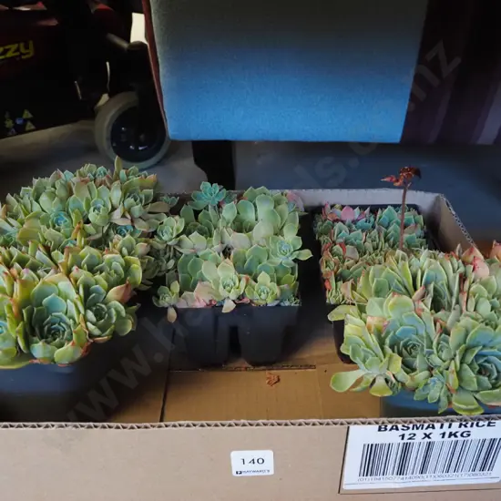 potted succulents