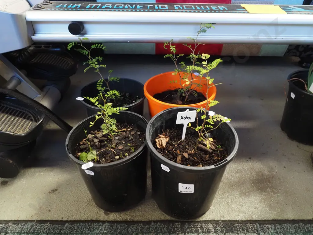 4x potted kowhai Image 1++