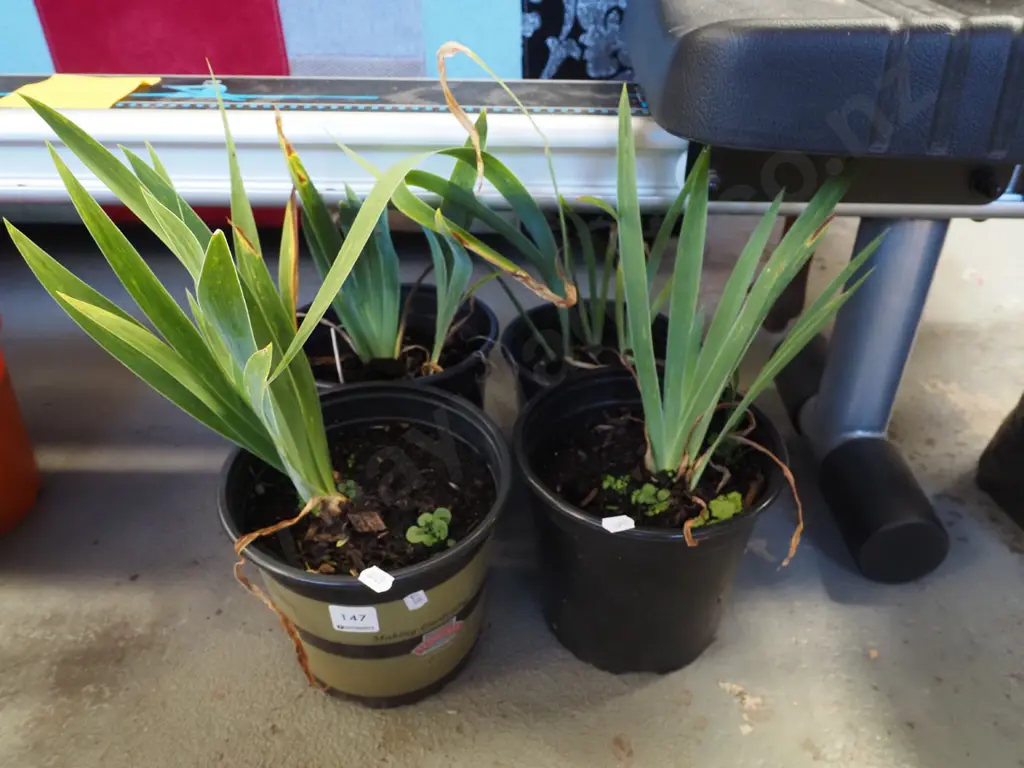 4x potted mini purple irises Image 1++