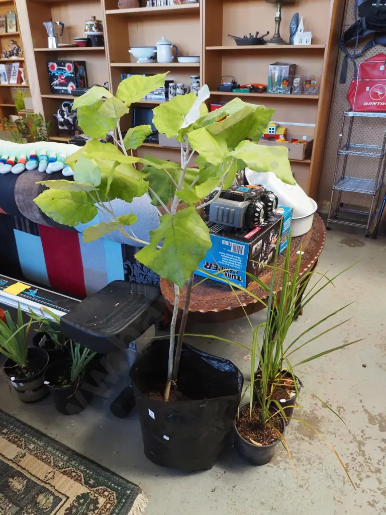 bushmen's friend in large plastic planter Image 1++