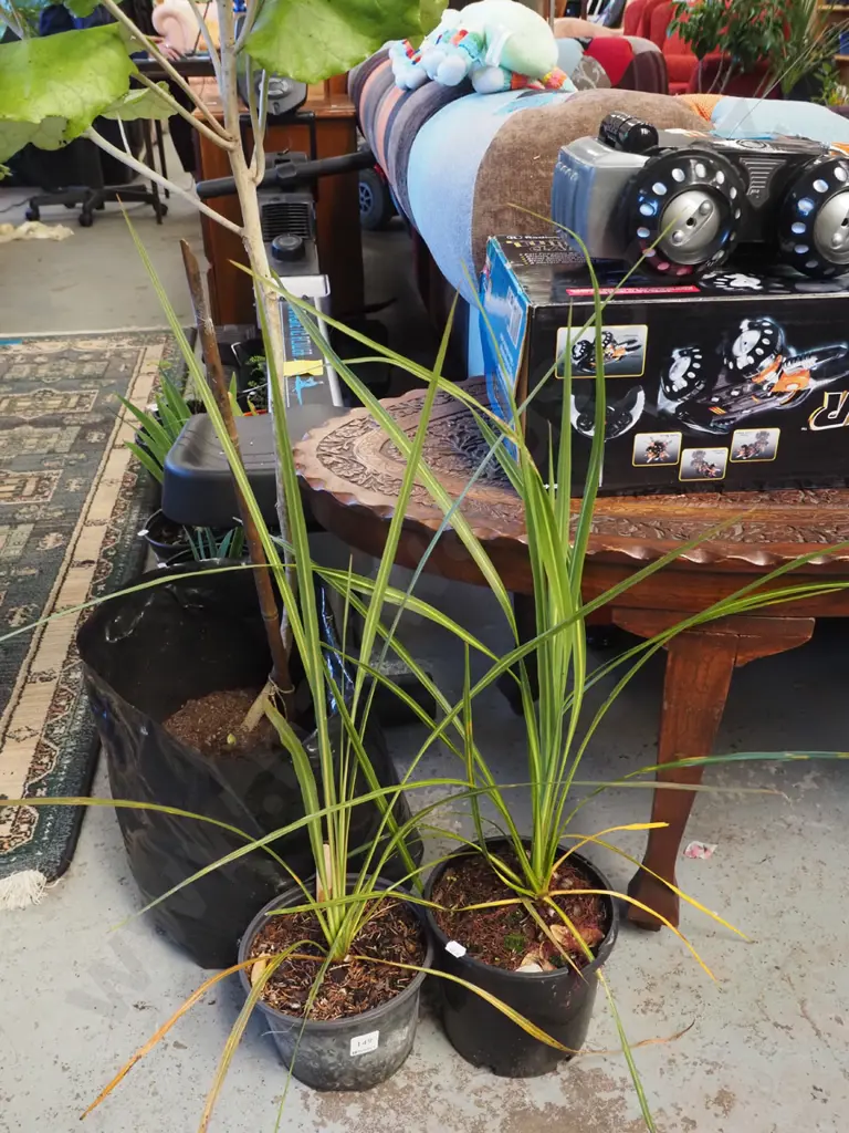 2x potted cabbage trees Image 1++