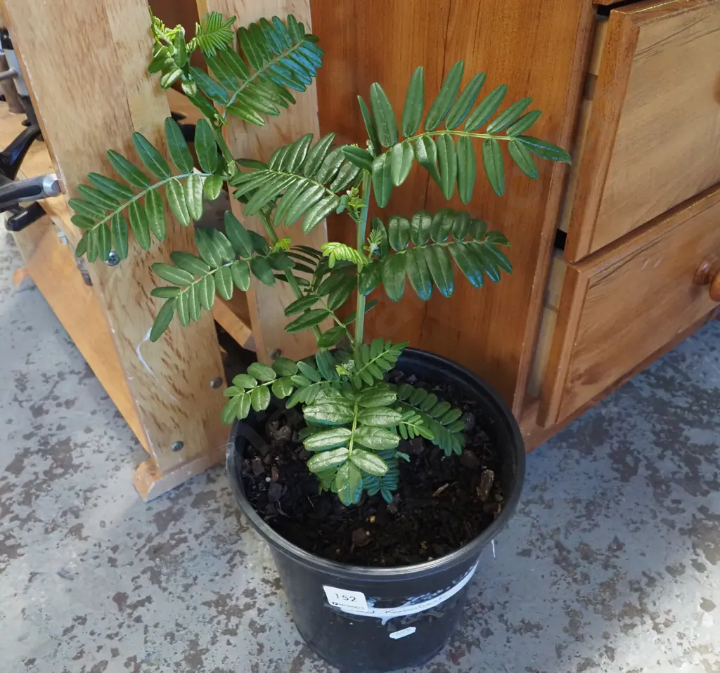 potted kaka beak Image 1++