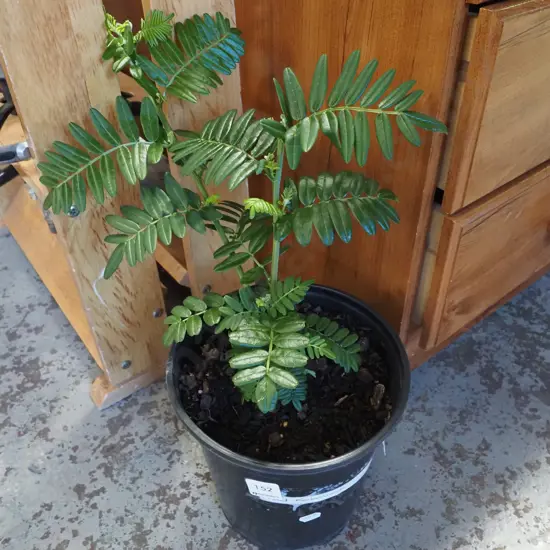 potted kaka beak