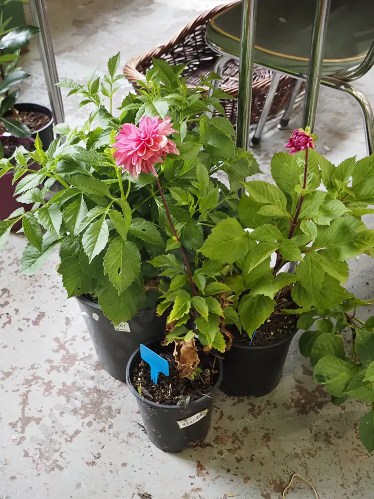 3x potted dahlias Image 1++