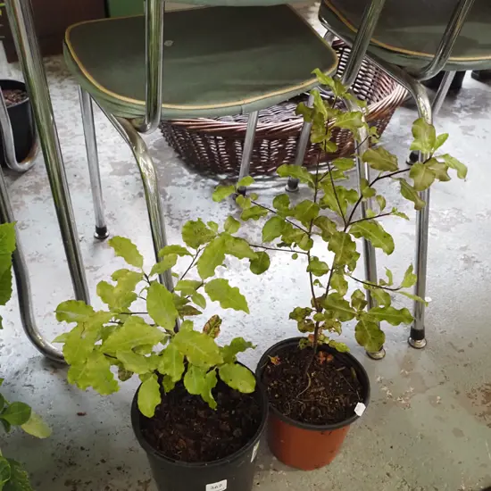 2x potted koro