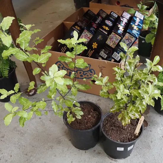 2x potted koro