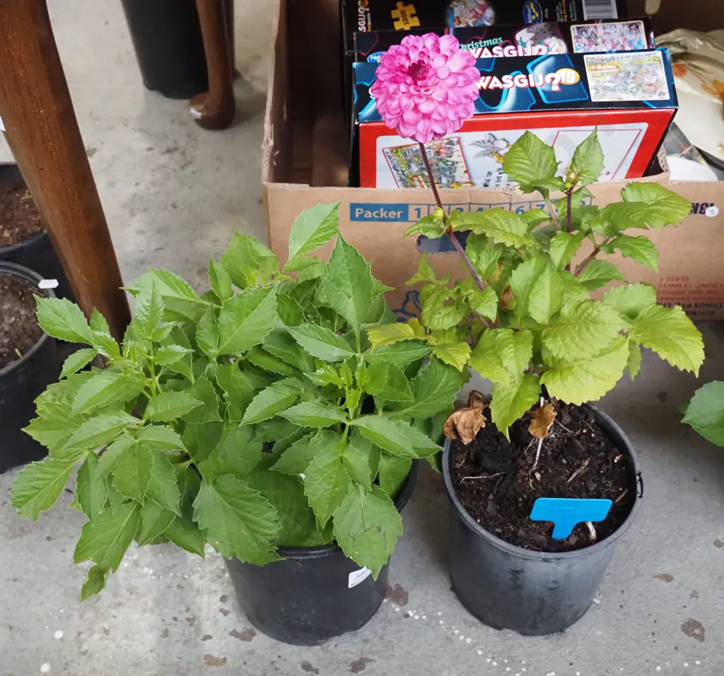 2x potted dahlias Image 1++