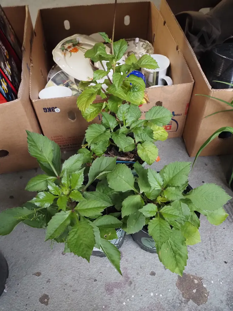 3x potted dahlias Image 1++
