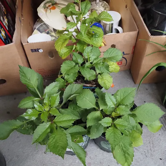 3x potted dahlias