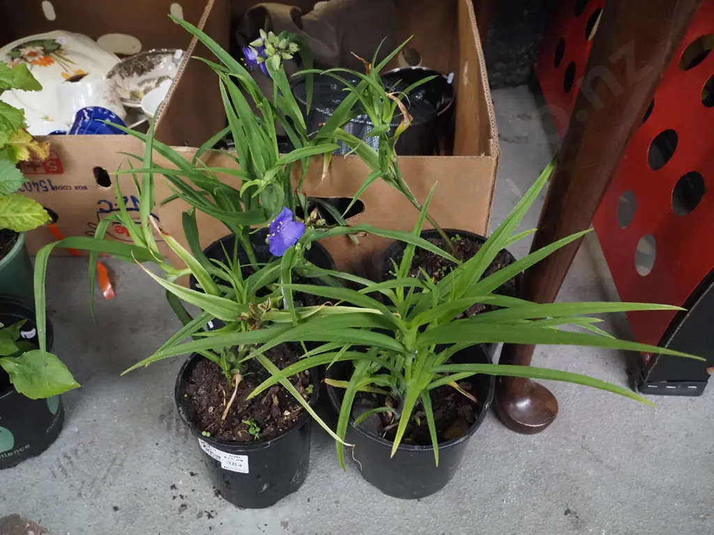 4x potted spiderworts Image 1++
