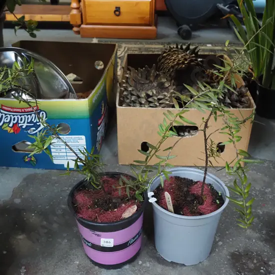 2x potted totara