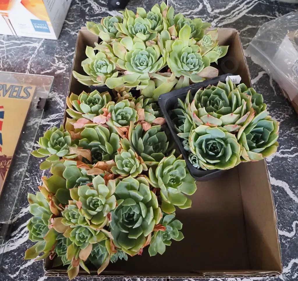 box of potted succulents Image 1++
